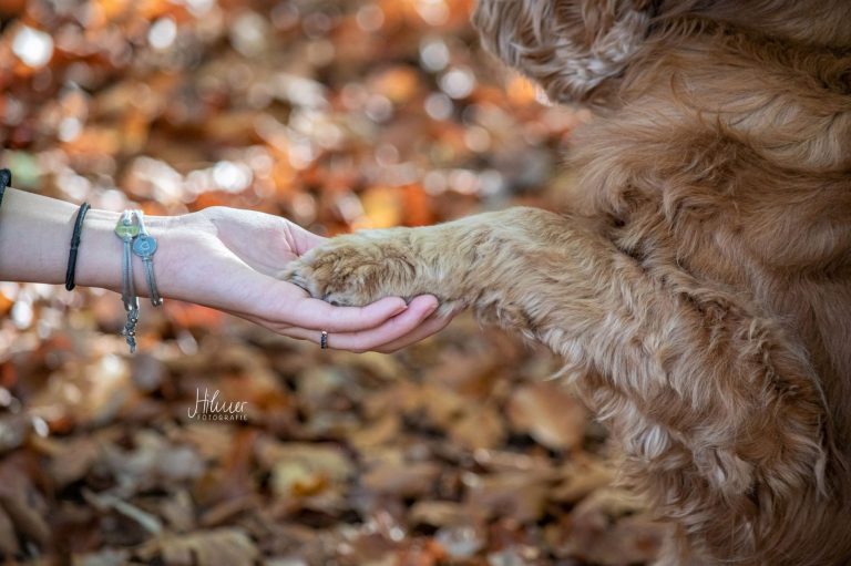 Hund, Hundepfote, Hundefotografie, Cockerspaniel